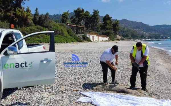 Κασσάνδρα: Επιχείρηση απομάκρυνσης νεκρού δελφινιού