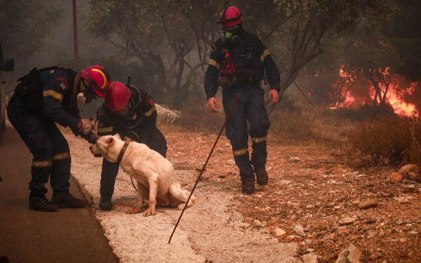 Πυρκαγιές: Οδηγίες της Πολιτικής Προστασίας για τον απεγκλωβισμό ζώων