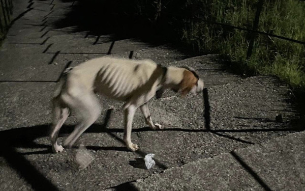 Χαλκιδική: Εικόνα θλίψης - Αποστεωμένος σκύλος τριγυρνά στον Πολύγυρο