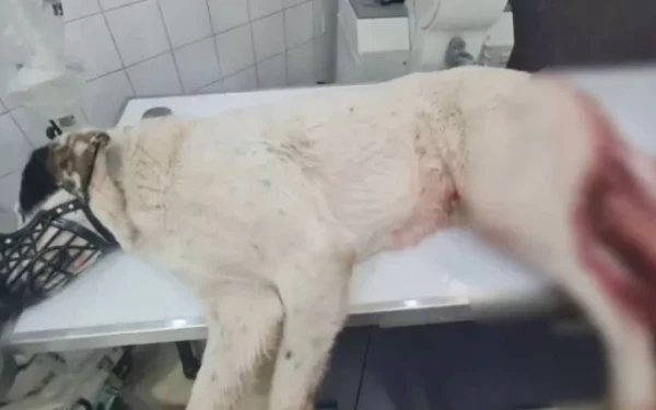 Κτηνωδία την Εύβοια: Εκτέλεσαν εν ψυχρώ σκύλο, πυροβολώντας το στο κεφάλι