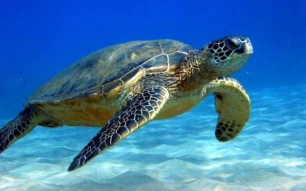 Ζάκυνθος: Παγκόσμιο ρεκόρ 37 χρόνων αναπαραγωγικής ζωής για τη θαλάσσια χελώνα (φωτ.)