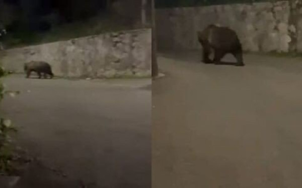 Ιωάννινα: Αρκούδα βγήκε βόλτα στην... πλατεία του Δίστρατου (βίντεο)