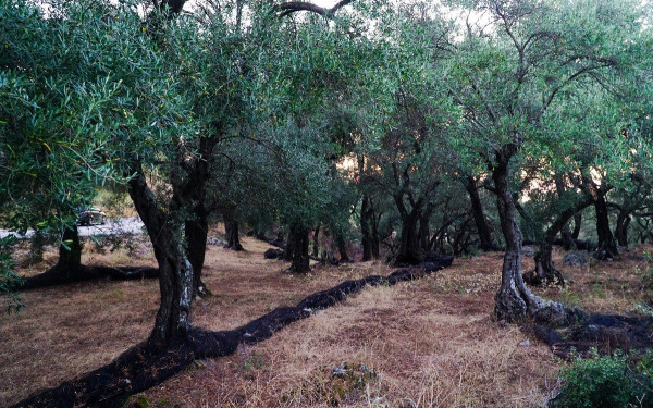 Με ταχείς ρυθμούς εξελίσσεται η πρόωρη  φετινή  ανθοφορία των ελαιοδέντρων