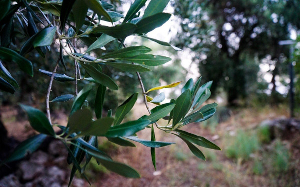 Στο χείλος της καταστροφής οι ελαιοπαραγωγοί της Θάσου