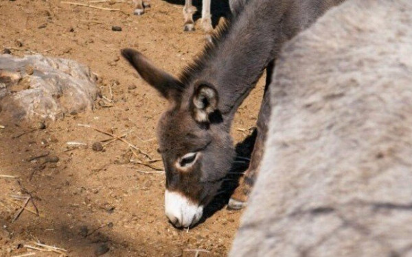 Κομισιόν: Νομοθετική ρύθμιση για την προστασία των ιπποειδών μετά τα περιστατικά κακοποίησης
