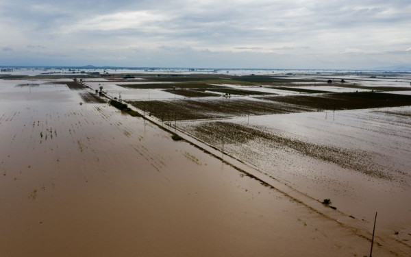Καταστροφές στο 70% της βαμβακοκαλλιέργειας στη Θεσσαλία - Μείωση έως και 20% της εθνικής παραγωγής 