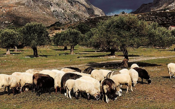 Αναστάτωση στους κτηνοτρφόρους: Δεν αποζημιώνει τη ζημιά στο ζωϊκό κεφάλαιο από πανώλη η ΕΕ
