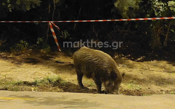 Θεσσαλονίκη: Δύο αγριογούρουνα βγήκαν για... φαγητό έξω από το Ζωολογικό Κήπο (βίντεο, φωτ.)