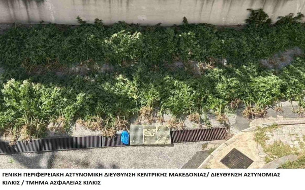 Πέλλα: Καλλιεργούσε κάνναβη στο χωράφι του (βίντεο)