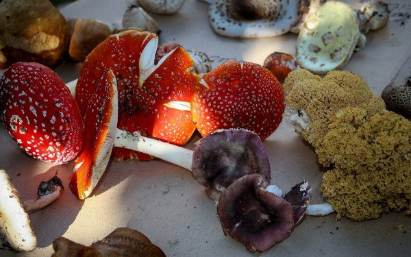 Χαλκιδική: Η μεγάλη «Μανιταρογιορτή» στον Ταξιάρχη