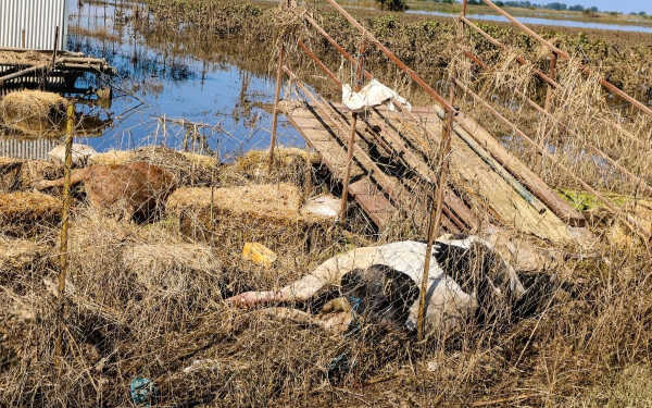 Θεσσαλία: Σφίγγονται οι καρδιές από τις εικόνες περισυλλογής των νεκρών ζώων - 210.000 ζώα χάθηκαν στις λάσπες