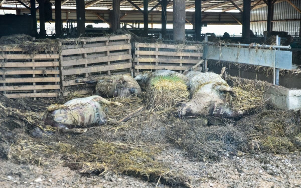 Αυγενάκης: Στις 12:00 πιστώνονται 16,5 εκατ. ευρώ προκαταβολές για τους κτηνοτρόφους της Θεσσαλίας  