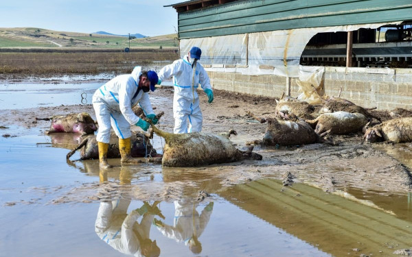 Επαγγελματικό Επιμελητήριο: Για να στηριχτούν οι πληγέντες στην Θεσσαλία και να αποκατασταθούν οι ζημιές θα απαιτηθούν 5-8 δις ευρώ