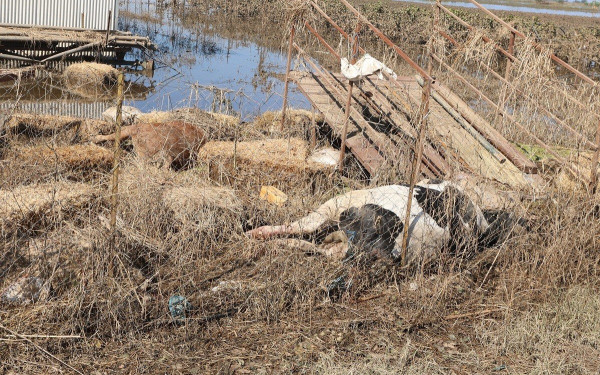Υγειονομική βόμβα τα χιλιάδες νεκρά ζώα μετά την κακοκαιρία «Daniel» στη Θεσσαλία - «Πολύ επικίνδυνη η μεταφορά τους» (βίντεο)