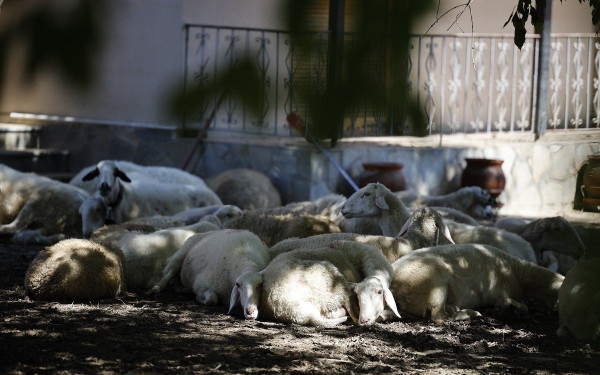 Θεσσαλία: «Όσα ζώα σώθηκαν από πνιγμό θα πεθάνουν από ασιτία τις επόμενες ημέρες»