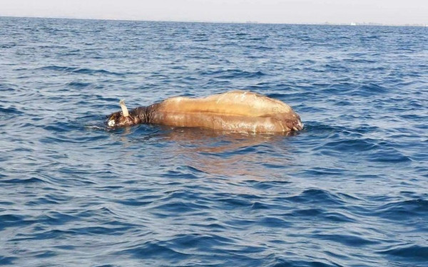 Νεκρή αγελάδα επιπλέει στον Θερμαϊκό (φωτ. & βίντεο)