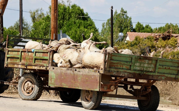 Ανήμπορες οι Αρχές να περισυλλέξουν τα νεκρά ζώα σε περιοχές της Θεσσαλίας