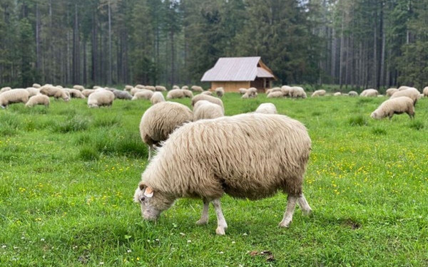 Θεσσαλονίκη: Ενημέρωση της Περιφέρειας Κ. Μακεδονίας για την ευλογιά των προβάτων
