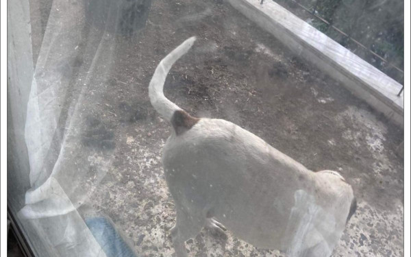 Θεσσαλονίκη: Συνελήφθη 38χρονος στο Ωραιόκαστρο - Είχε δύο σκυλιά σε ρυπαρές συνθήκες μέσα σε διαμέρισμα (βίντεο)