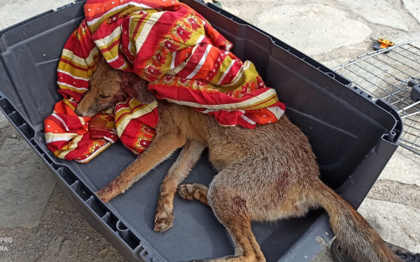 Θεσσαλονίκη: Αλεπουδίτσα δίνει μάχη να κρατηθεί στη ζωή (βίντεο, φωτ.)