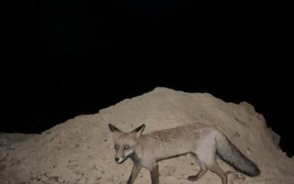 Έβρος: Κάτοικος ταΐζει πεινασμένη αλεπού στην καμένη περιοχή της Παλαγίας (βίντεο)