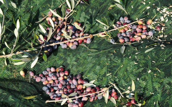 Πολύγυρος: Καταθέτουν οι ελαιοπαραγωγοί για το λάδι που έκανε «φτερά»