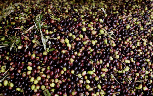 Πολύγυρος: Τόνοι ελαιόλαδου έκαναν «φτερά» μέσα από τα βαρέλια του ελαιουργικού Συνεταιρισμού 