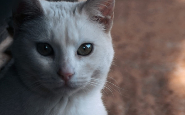 Νέα κτηνωδία στα Χανιά: Πυροβόλησαν γάτα ενώ κοιμόταν