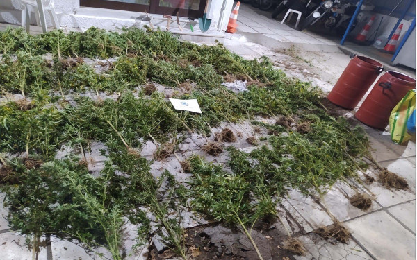 Καλλιεργούσαν κάνναβη στα Λουτρά Νέας Απολλωνίας και το Κιλκίς