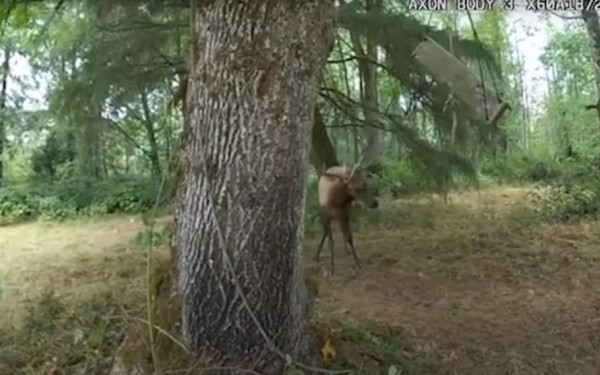 Αστυνομικός απελευθερώνει ελάφι και παραλίγο να χάσει τη ζωή του - Δείτε το βίντεο