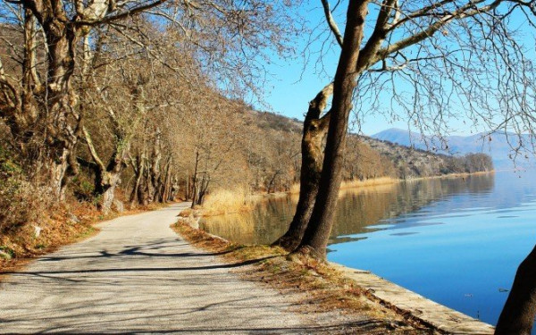 Καστοριά: Νεκρό σπάνιο θαλασσοπούλι στη λίμνη - Πιάστηκε στα δίχτυα των ψαράδων