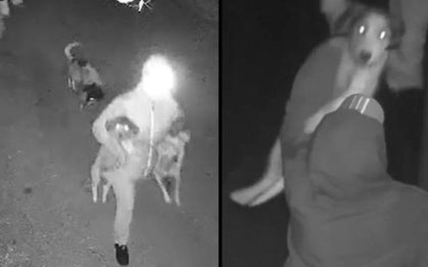 Φρίκη στην Κέρκυρα: Άνδρες πετάνε από μεγάλο ύψος σκυλιά σε καταφύγιο ώστε να τα ξεφορτωθούν (βίντεο)