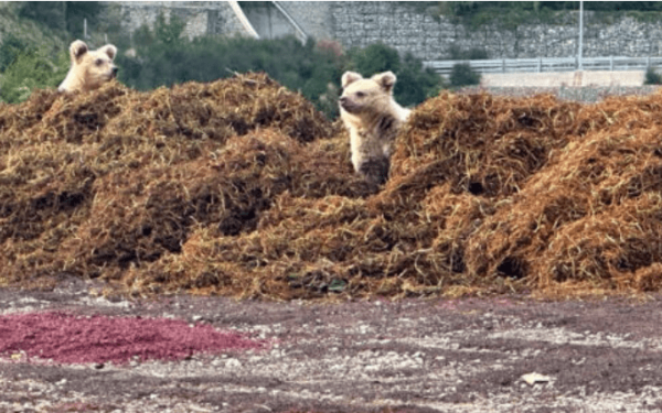 Μέτσοβο: Ορφανά αρκουδάκια ζητούν προστασία (φωτ.)
