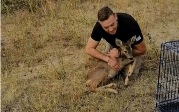 Έβρος: Απελευθέρωσαν ζαρκάδι στο δασαρχείο Διδυμοτείχου 