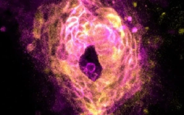 Βίντεο: Καταγράφηκε η στιγμή που η καρδιά αρχίζει να χτυπά