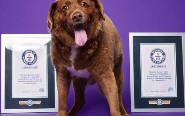 Πέθανε ο γηραιότερος σκύλος στον κόσμο (φωτ.)