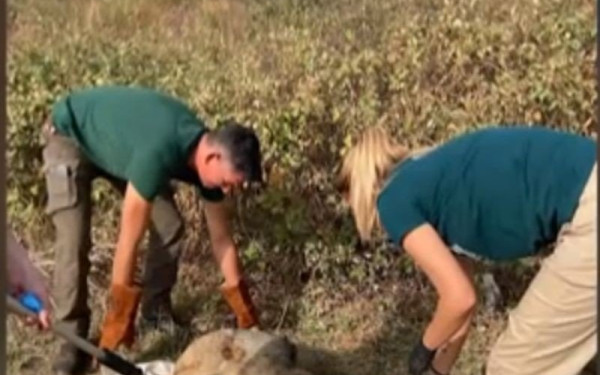Κιλκίς: Επιχείρηση διάσωσης λύκου - Τον πυροβόλησαν και έσπασαν τα πόδια του (βίντεο)