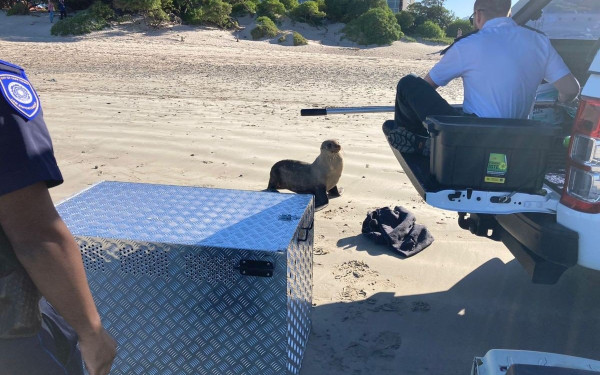 Νότια Αφρική: Φώκια δάγκωσε γυναίκα και μετά πέθανε από στρες 