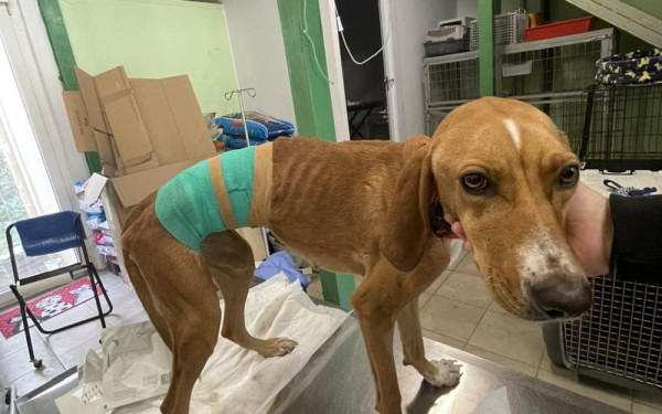 Κτηνωδία στη Χαλκιδική: Βρέθηκε σκυλί με δεμένο σύρμα στην κοιλιά (φωτ.)