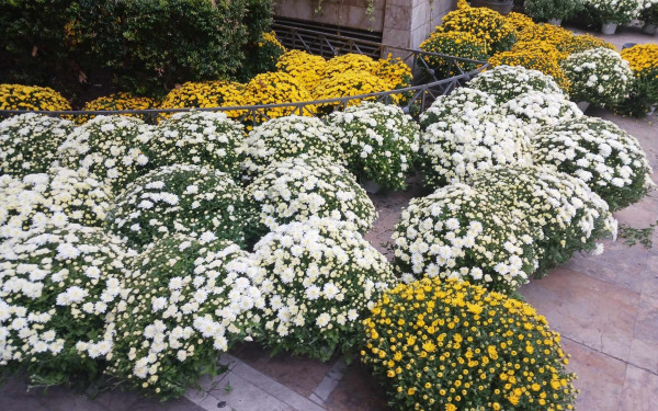 «Ανθίζει» ο Δήμος Αμπελοκήπων - Μενεμένης (φωτ.)