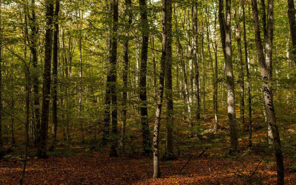 Ορεινή Χαλκιδική: Το δάσος των «παράλληλων γραμμών» της οξιάς και η παραγωγική «Μεγάλη Παναγία»