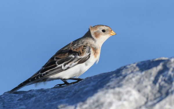 Ένα πουλί της Αρκτικής στο Δέλτα Αξιού 