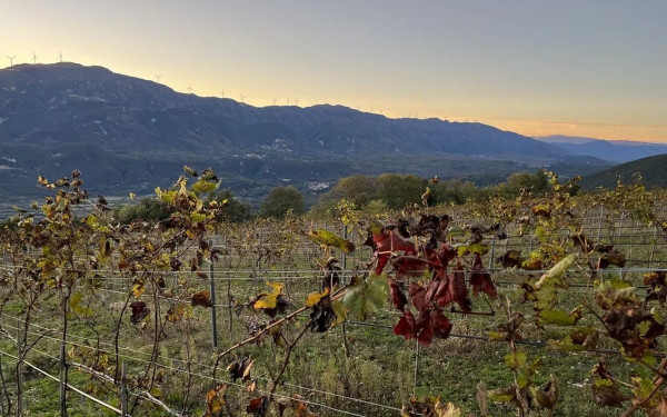 Ανακαλύπτοντας τα αμπελοοινικά «διαμάντια» της Ηπείρου (φωτ.)