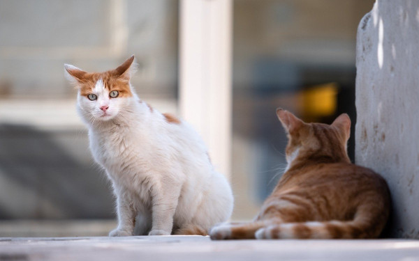 Χαλκιδική: Νεκρά ζώα από φόλες στον Νέο Μαρμαρά