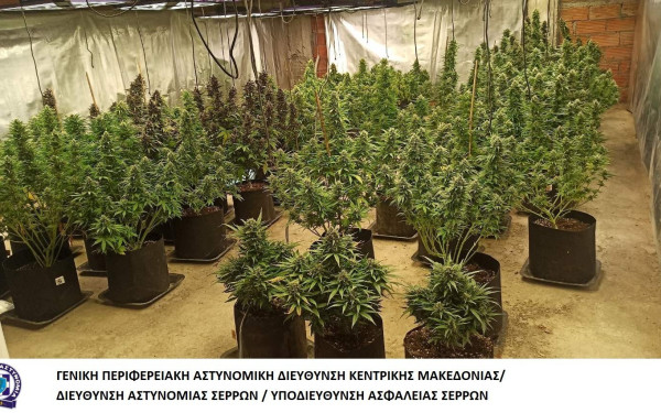 Θεσσαλονίκη: Είχαν 247 δενδρύλλια κάνναβης στο σπίτι τους - Τα ξετρύπωσε η Roxy (βίντεο, φωτ.)