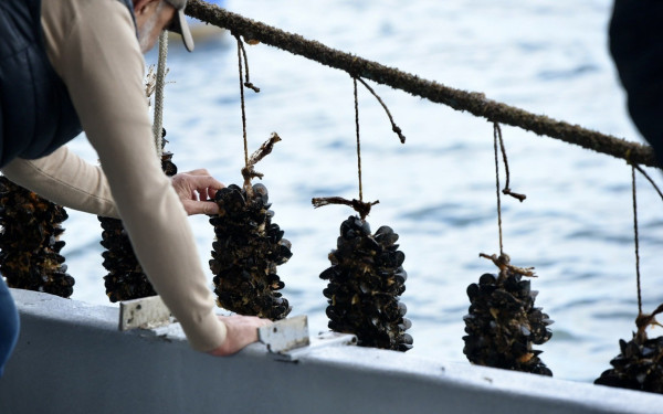 «Θησαυρίζουν» οι Ιταλοί από τα… μύδια Πιερίας - Η Ελλάδα «τρώει» μόλις το 3% της παραγωγής