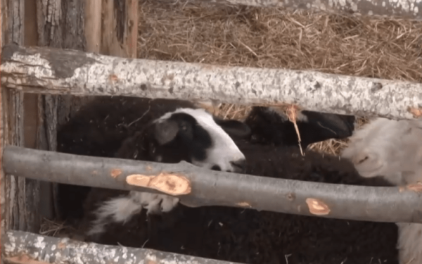 Βόλος: Αντιδρούν οι κτηνίατροι για τα ζωντανά ζώα στις φάτνες: «Θα ζητήσουμε εισαγγελική παρέμβαση» (βίντεο)