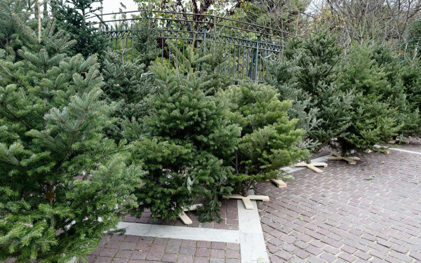 Μέχρι και στην Αυστραλία φτάνουν τα έλατα του Ταξιάρχη Χαλκιδικής