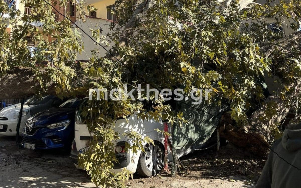 Ξερίζωσαν δέντρα οι άνεμοι σε κεντρική και δυτική Μακεδονία 
