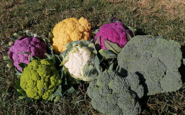 Θεσσαλονίκη: Ο μαθηματικός που δημιουργεί εξατομικευμένα λαχανικά για εστιατόρια δημιουργικής κουζίνας 